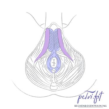 Beckenboden, Training, Effektiv, Blasenschwäche, Inkontinenz, Kegelübungen, Wieder richtig anspannen, EMP, Fitness, Training, Vorteile, Beckenbodenstuhl, Potenz, Rückbildung, Potent, Libido, Sexualität, pelvi.fit, pelvifit, Gevelsberg, Sprockhövel, Wetter, Hattingen, Bochum, Auf Knopfdruck