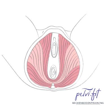 Beckenboden, Training, Effektiv, Blasenschwäche, Inkontinenz, Kegelübungen, Wieder richtig anspannen, EMP, Fitness, Training, Vorteile, Beckenbodenstuhl, Potenz, Rückbildung, Potent, Libido, Sexualität, pelvi.fit, pelvifit, Gevelsberg, Sprockhövel, Wetter, Hattingen, Bochum, Auf Knopfdruck